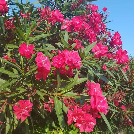 Puerto Simona 11a